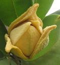 Graviola